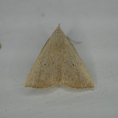 Macrochilo louisiana