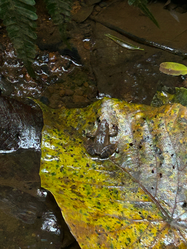 Nilgiri Dancing Frog, Micrixalus phyllophilus