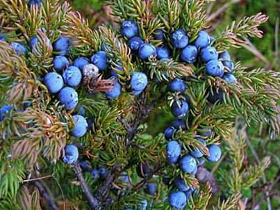 Representative image of Juniperus communis saxatilis