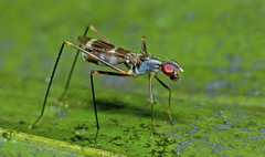 Metopochetus aequalis