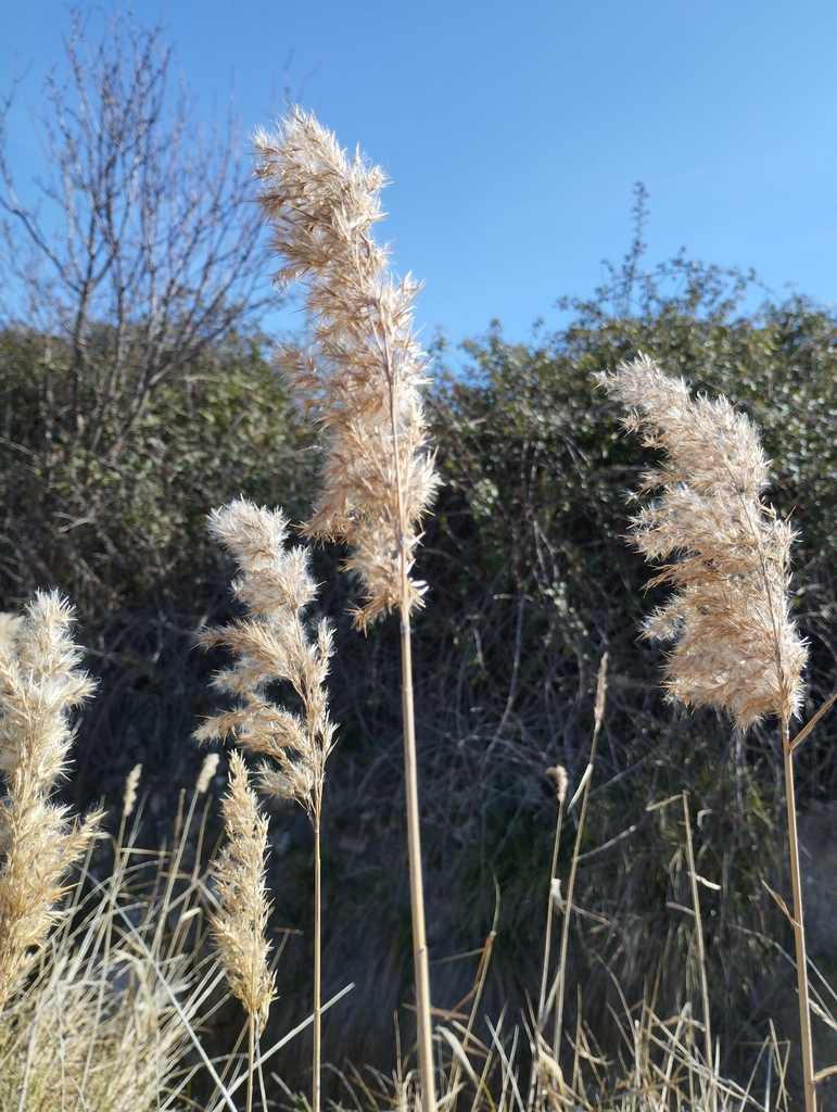 Common Reed Mt common reed from Barillas, Navarra, España on March 1, 2026 at 12:46 PM ...
