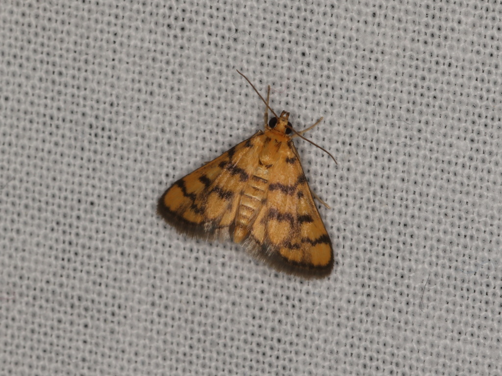 Glycythyma thymedes