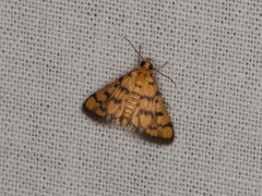 Glycythyma thymedes