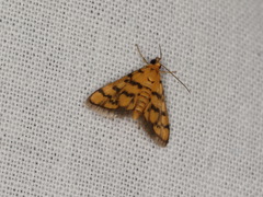 Glycythyma thymedes