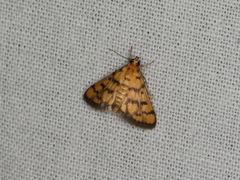 Glycythyma thymedes