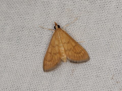 Ecpyrrhorrhoe mandronalis