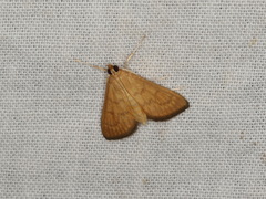 Ecpyrrhorrhoe mandronalis