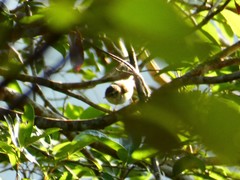 Phylloscopus