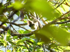Phylloscopus