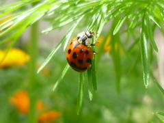 Harmonia axyridis