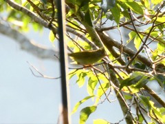 Erpornis zantholeuca