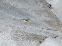 Motacilla cinerea