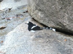 Enicurus leschenaulti