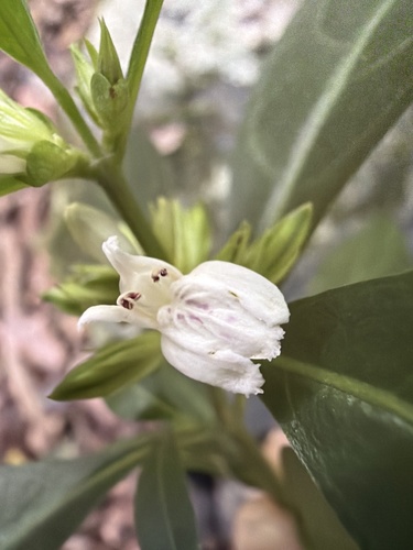 Native Justicia (Justicia hygrophiloides)