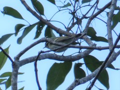 Phylloscopus
