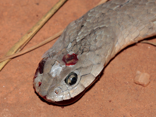 Rhombic Night Adder