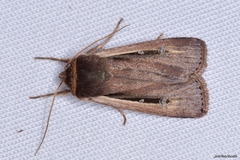 Ochropleura leucogaster