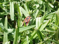 Pyrrhocoris apterus
