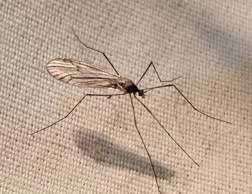 Unknown species found near Laurel Run, PA, USA