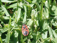 Pyrrhocoris apterus
