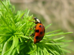 Harmonia axyridis