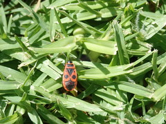 Pyrrhocoris apterus