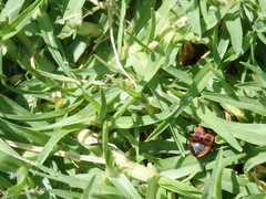 Pyrrhocoris apterus
