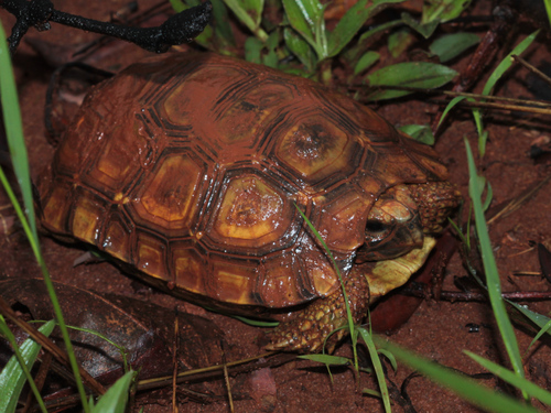 Speke's Hinge-back Tortoise