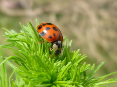 Harmonia axyridis