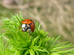 Harmonia axyridis