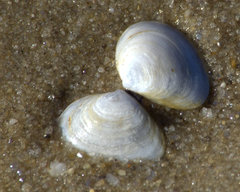 Macoma