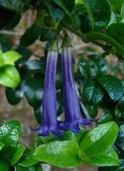 Rhaphithamnus venustus