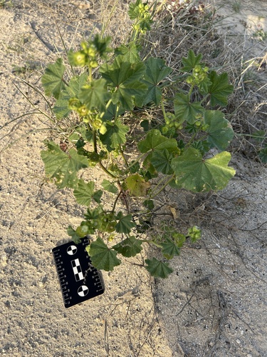 cheeseweed mallow