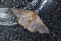 Canaea ryukyuensis