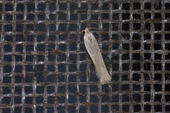 Mesophleps albilinella
