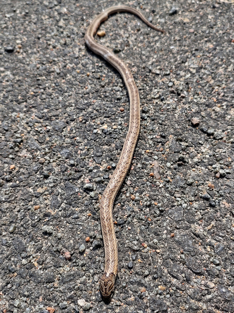 Streaked Kukri Snake From Paiyanur, Tamil Nadu, India On February 23 