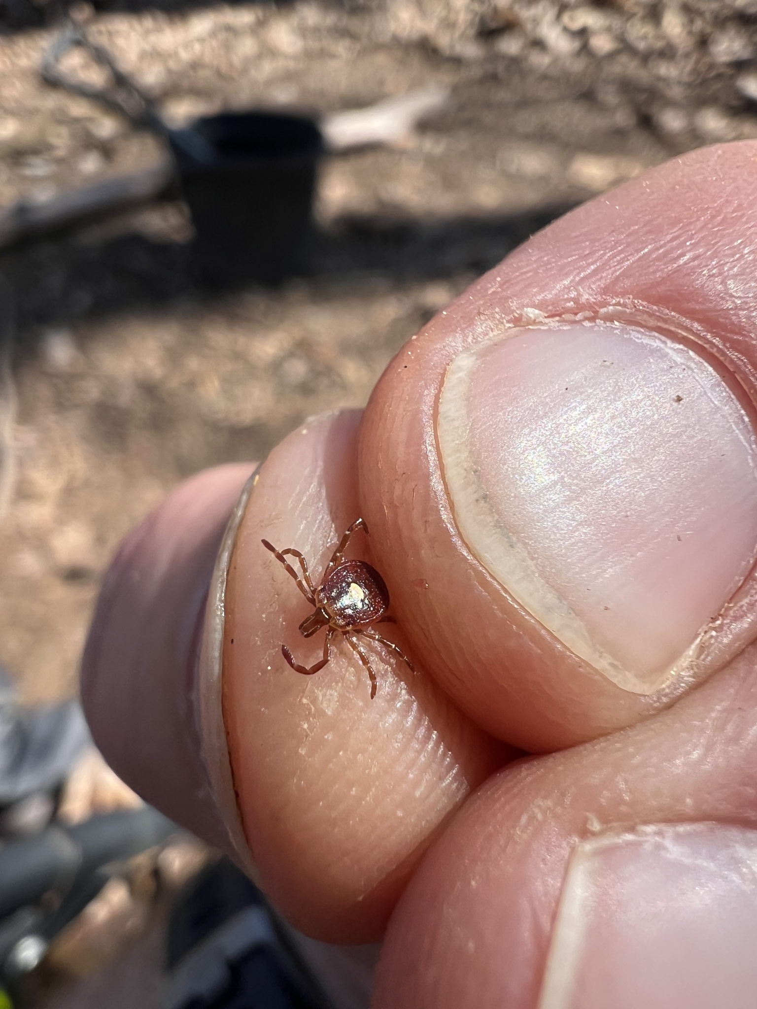Amblyomma americanum Linnaeus, 1758