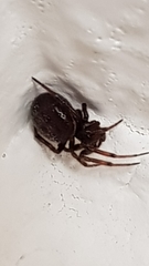 Steatoda bipunctata