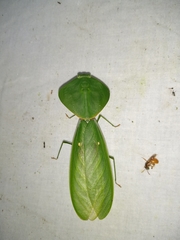 Choeradodis rhombicollis