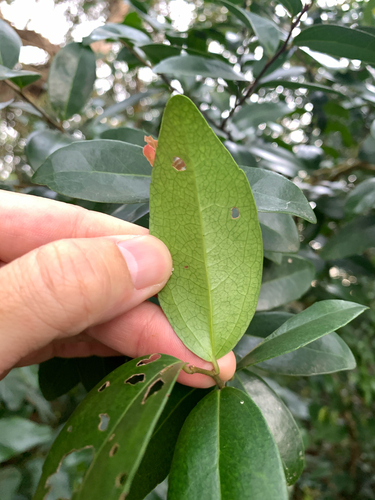 Scolopia oldhamii, photograph 4