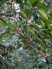 Scolopia oldhamii, photograph (c) 呂一起(Lyu yi-chi), some rights reserved (CC BY)