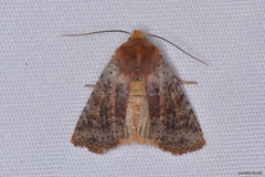 Conistra staudingeri