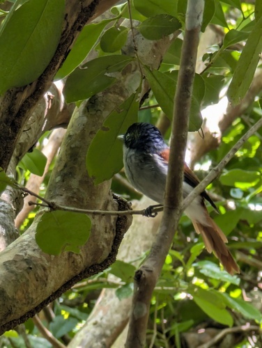 Mascarene Paradise Flycatcher (Terpsiphone bourbonnensis)