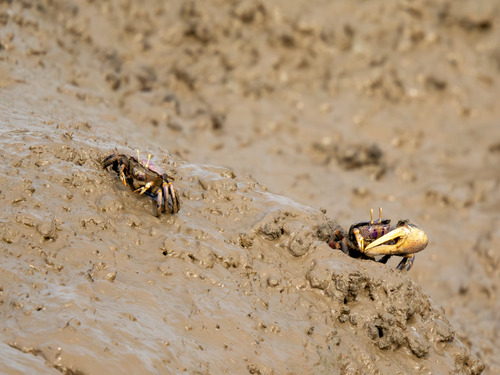 West African Fiddler Crab