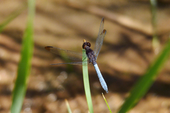 Erythrodiplax atroterminata