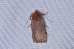Conistra staudingeri