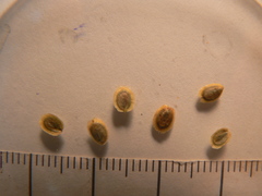 Corispermum marschallii