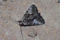 Aedia leucomelas