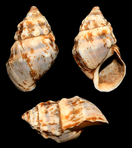 Ornate Rocksnail