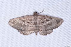 Rhoptria asperaria